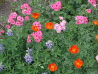 prettyflowers.jpg